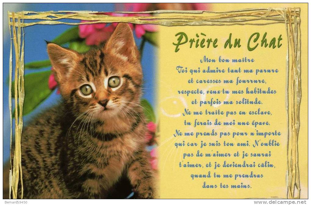 Prière du chat